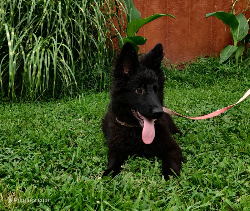 Pink Collar Female  – German Shepherd Dog puppy for sale in Couch, MO