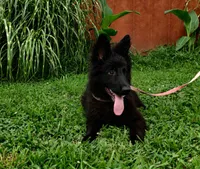 Pink Collar Female , a female German Shepherd Dog for sale in Couch, MO – 1 of 7