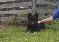 Green Collar Boy, a male German Shepherd Dog for sale in Couch, MO – 5 of 6