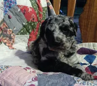 Merle Girl #1, a female Poodle - Standard  for sale in Couch, MO – 5 of 8