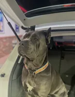 Athena, a female Cane Corso for sale in Baldwin Park, CA – 6 of 8