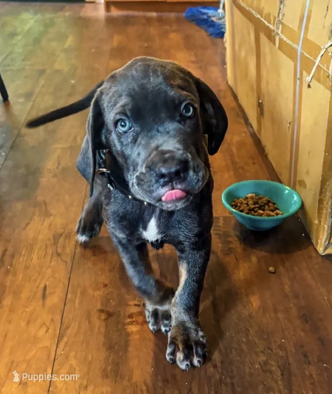 Zeus – Cane Corso puppy for sale in Baldwin Park, CA