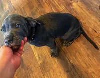 Zeus, a male Cane Corso for sale in Baldwin Park, CA – 2 of 7