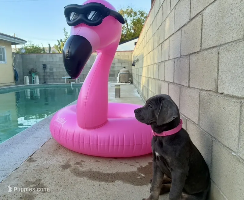 Aphrodite – Cane Corso puppy for sale in Baldwin Park, CA