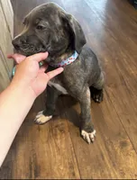 Tigris, a female Cane Corso for sale in Baldwin Park, CA – 4 of 8
