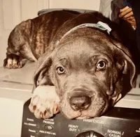 Tigris, a female Cane Corso for sale in Baldwin Park, CA – 1 of 8