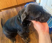 Zeus, a male Cane Corso for sale in Baldwin Park, CA – 3 of 7