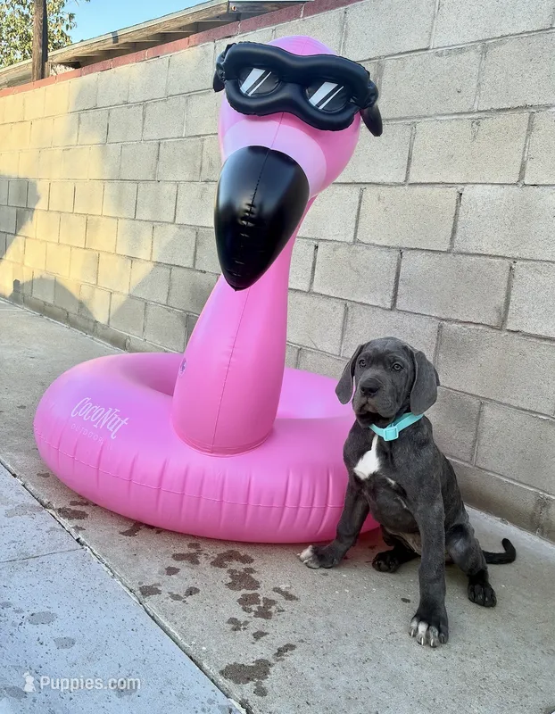 Athena – Cane Corso puppy for sale in Baldwin Park, CA
