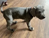 Athena, a female Cane Corso for sale in Baldwin Park, CA – 4 of 8
