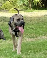 Zeus, a male Cane Corso for sale in Baldwin Park, CA – 6 of 7