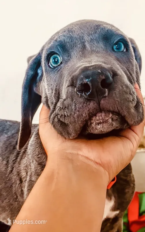 Apollo – Cane Corso puppy for sale in Baldwin Park, CA