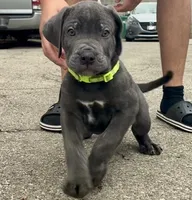 Ares, a male Cane Corso for sale in Baldwin Park, CA – 1 of 6