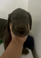 Ares, a male Cane Corso for sale in Baldwin Park, CA – 2 of 6