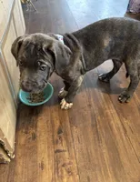 Tigris, a female Cane Corso for sale in Baldwin Park, CA – 3 of 8