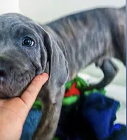 Apollo, a male Cane Corso for sale in Baldwin Park, CA – 3 of 7
