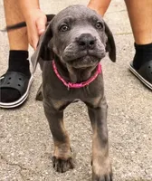 Aphrodite, a female Cane Corso for sale in Baldwin Park, CA – 2 of 6