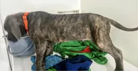 Apollo, a male Cane Corso for sale in Baldwin Park, CA – 2 of 7