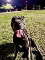 Zeus, a male Cane Corso for sale in Baldwin Park, CA – 4 of 7