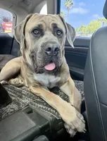 Tigris, a female Cane Corso for sale in Baldwin Park, CA – 8 of 8