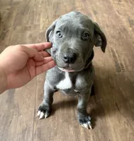 Athena, a female Cane Corso for sale in Baldwin Park, CA – 3 of 8