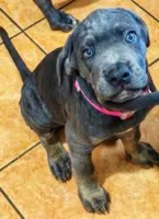 Aphrodite, a female Cane Corso for sale in Baldwin Park, CA – 1 of 6
