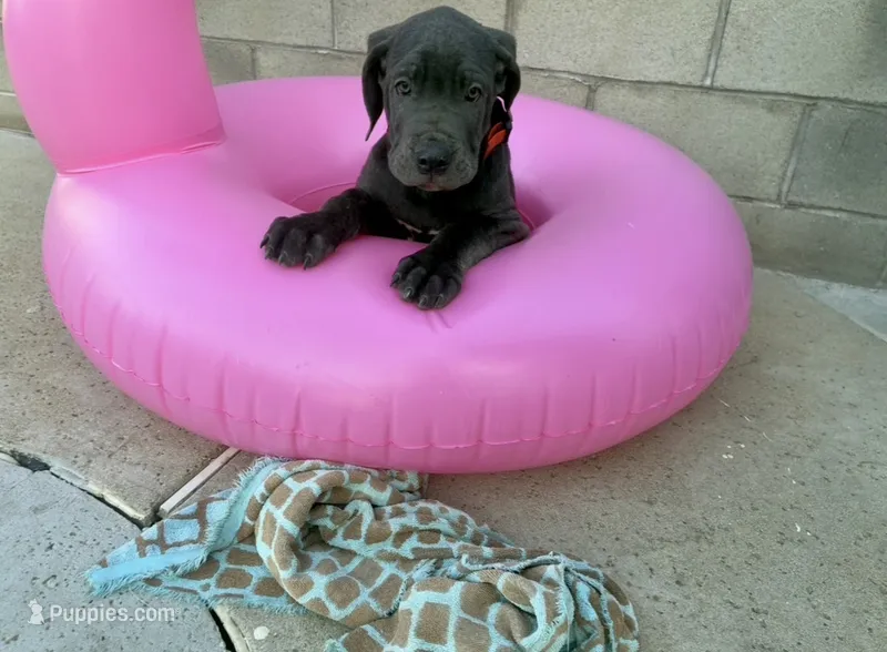 Ares – Cane Corso puppy for sale in Baldwin Park, CA