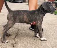 Tigris, a female Cane Corso for sale in Baldwin Park, CA – 2 of 8