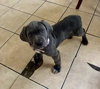 Athena, a female Cane Corso for sale in Baldwin Park, CA – 1 of 8