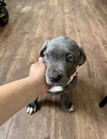 Athena, a female Cane Corso for sale in Baldwin Park, CA – 2 of 8