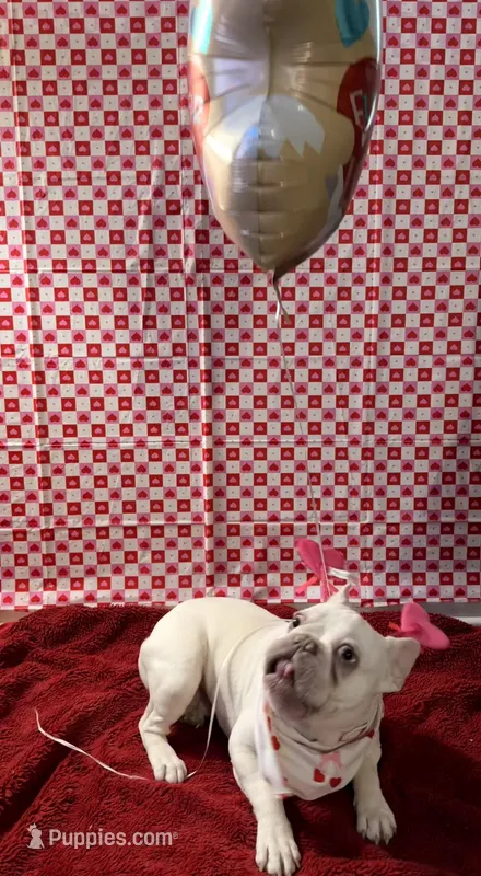 Tobey – French Bulldog puppy for sale in Mount Pleasant, MI