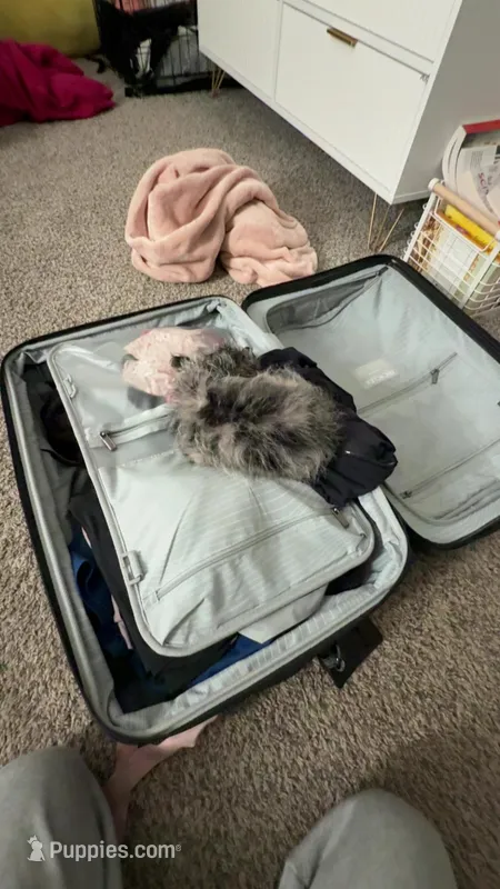 Liliana Logan  – Yorkshire Terrier puppy on hold in Greensboro, NC