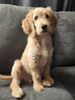 Goldendoodle , a male Goldendoodle for sale in Amherst, NY – 3 of 4