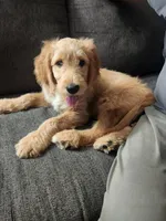 Goldendoodle , a male Goldendoodle for sale in Amherst, NY – 4 of 4