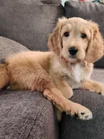 Goldendoodle , a male Goldendoodle for sale in Amherst, NY – 2 of 2