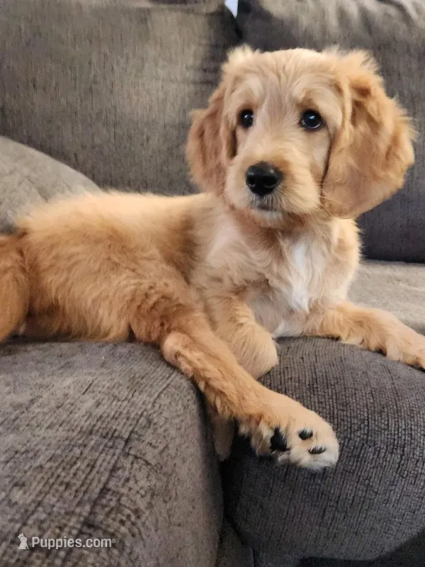 Goldendoodle  – Goldendoodle puppy for sale in Amherst, NY