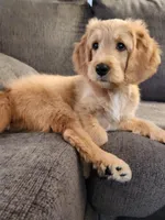 Goldendoodle , a male Goldendoodle for sale in Amherst, NY – 1 of 2