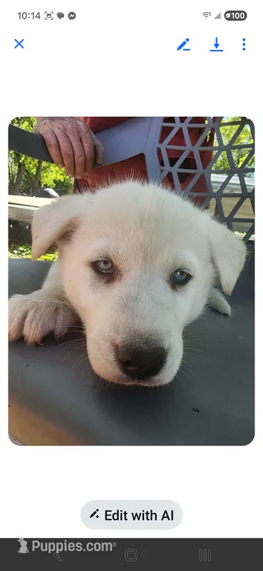 Snow – Siberian Husky puppy for sale in Sacred Heart, MN