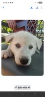 Snow, a female Siberian Husky for sale in Sacred Heart, MN – 1 of 2
