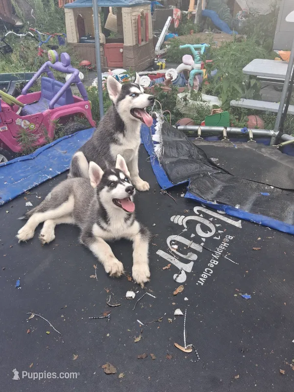Buddy – Siberian Husky puppy for sale in Sacred Heart, MN