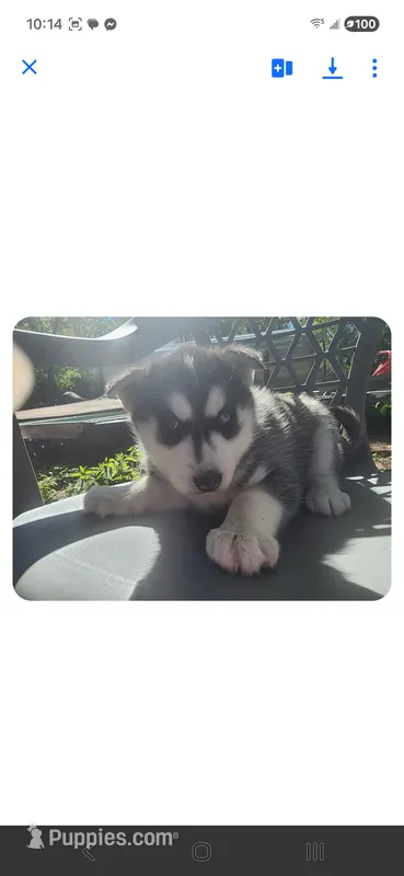 Sport – Siberian Husky puppy for sale in Sacred Heart, MN