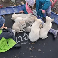 Snow, a female Siberian Husky for sale in Sacred Heart, MN – 2 of 3