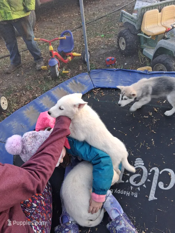 Snow – Siberian Husky puppy for sale in Sacred Heart, MN