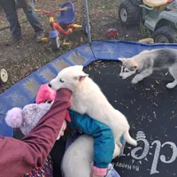 Snow, a female Siberian Husky for sale in Sacred Heart, MN – 1 of 3
