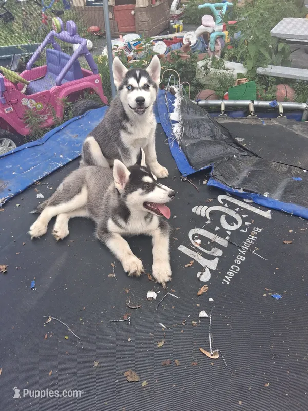 Nina – Siberian Husky puppy for sale in Sacred Heart, MN