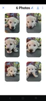 Snow, a female Siberian Husky for sale in Sacred Heart, MN – 2 of 2