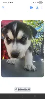 Sport, a female Siberian Husky for sale in Sacred Heart, MN – 2 of 2