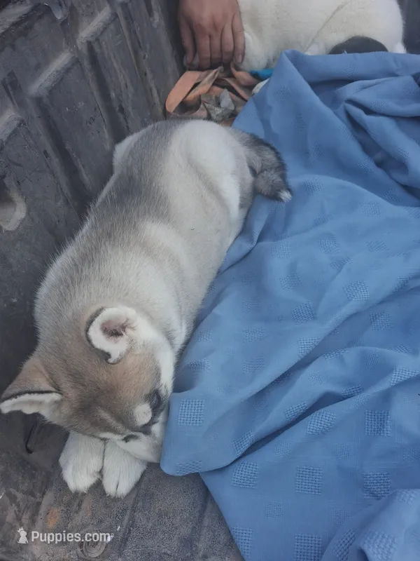 Sable  – Siberian Husky puppy on hold in Sacred Heart, MN