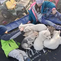 Snowball, a male Siberian Husky for sale in Sacred Heart, MN – 2 of 3