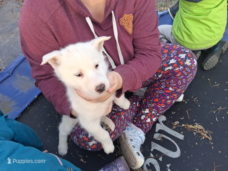 Snowball – Siberian Husky puppy for sale in Sacred Heart, MN