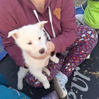 Snowball, a male Siberian Husky for sale in Sacred Heart, MN – 1 of 3